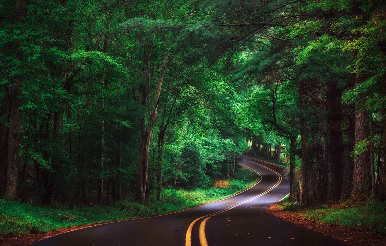 Фото обои дорога, лес, пейзаж