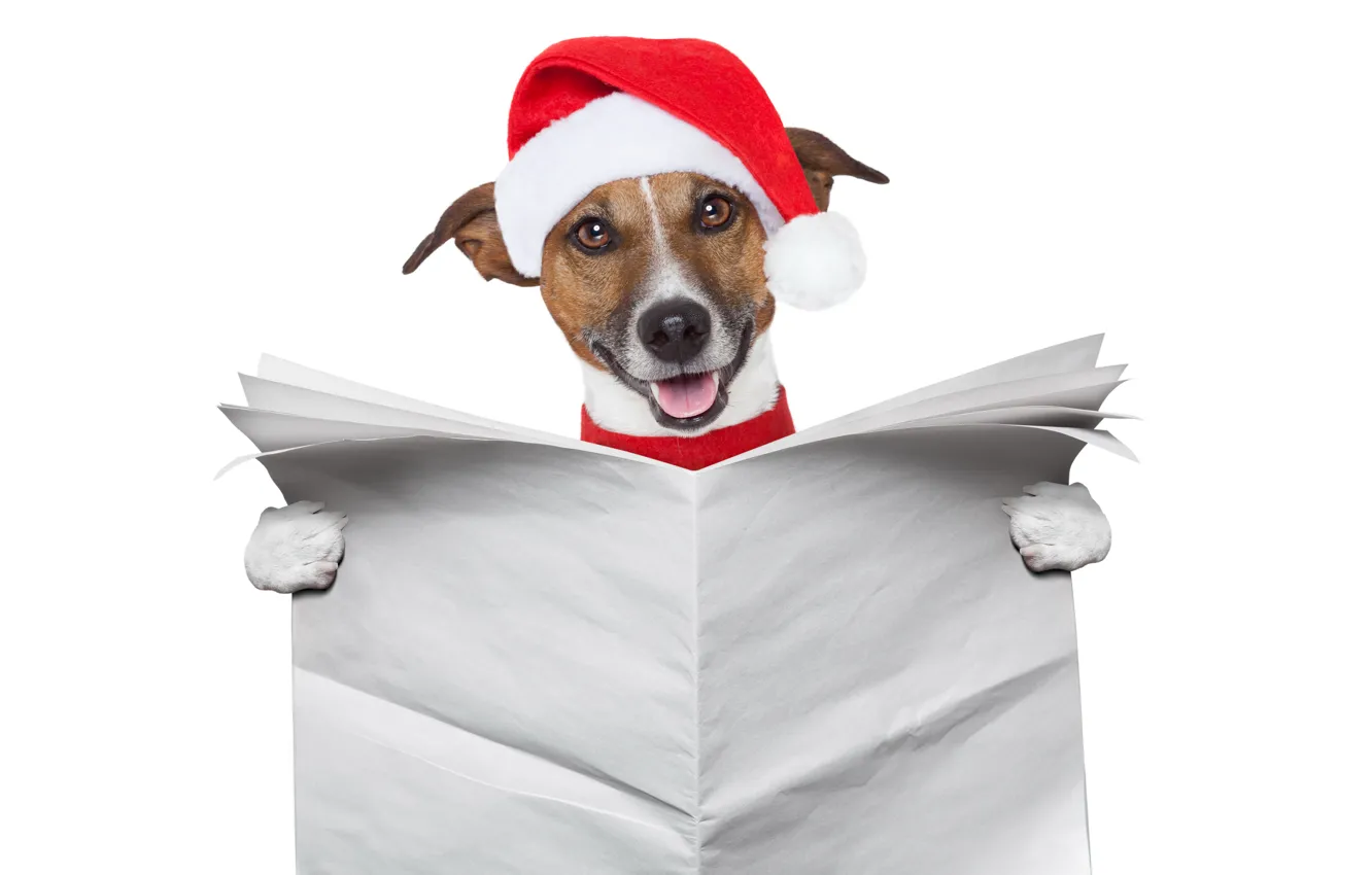 Фото обои животные, красный, бумага, креатив, праздник, новый год, собака, газета