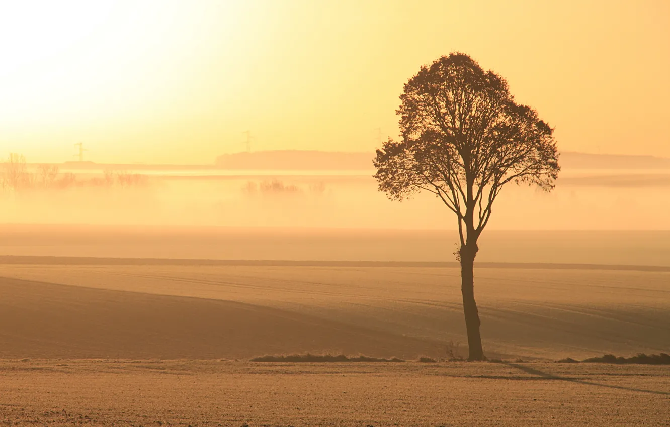 Фото обои поле, свет, туман, дерево