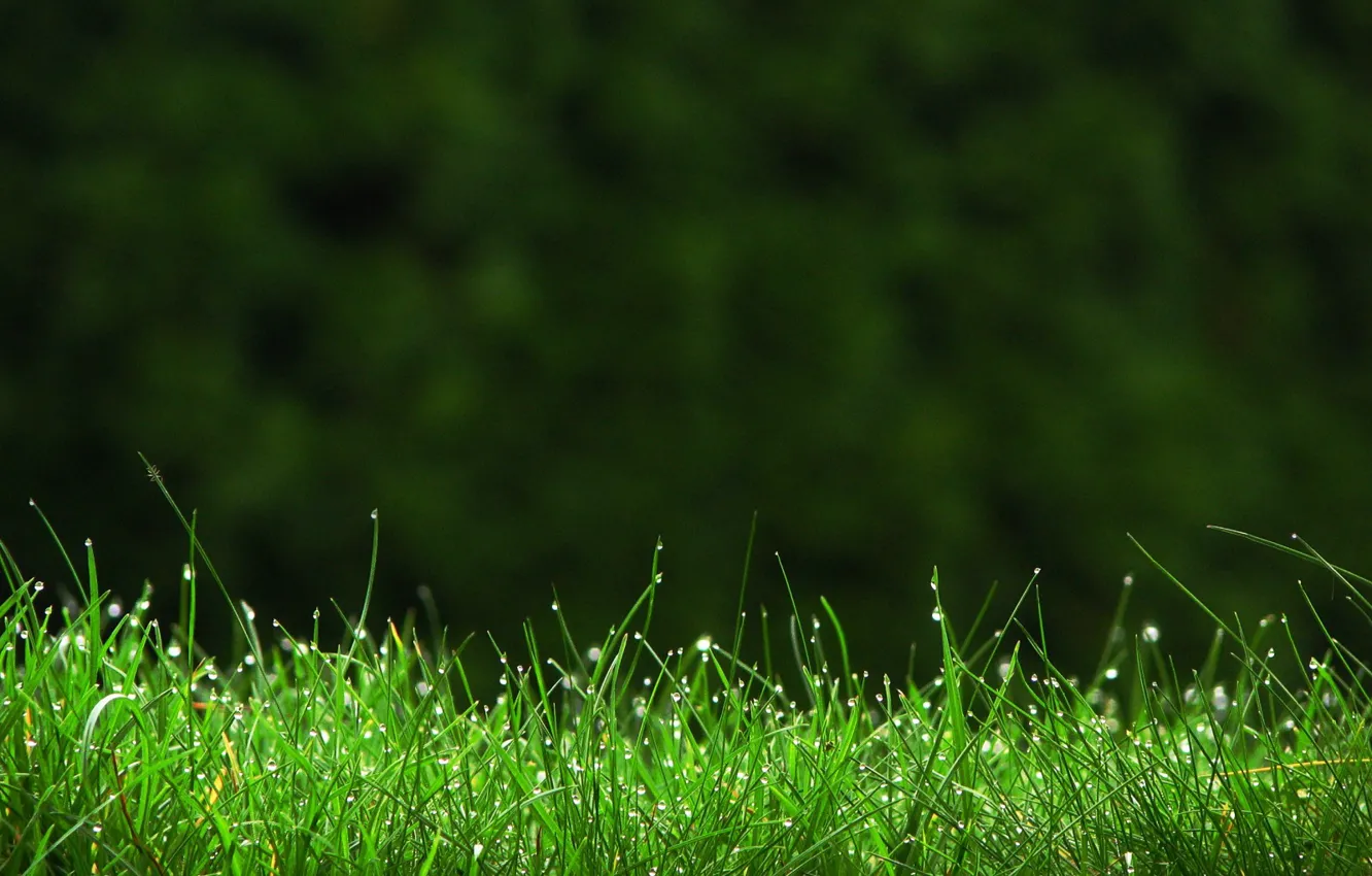 Фото обои зелень, трава, капли, макро, роса