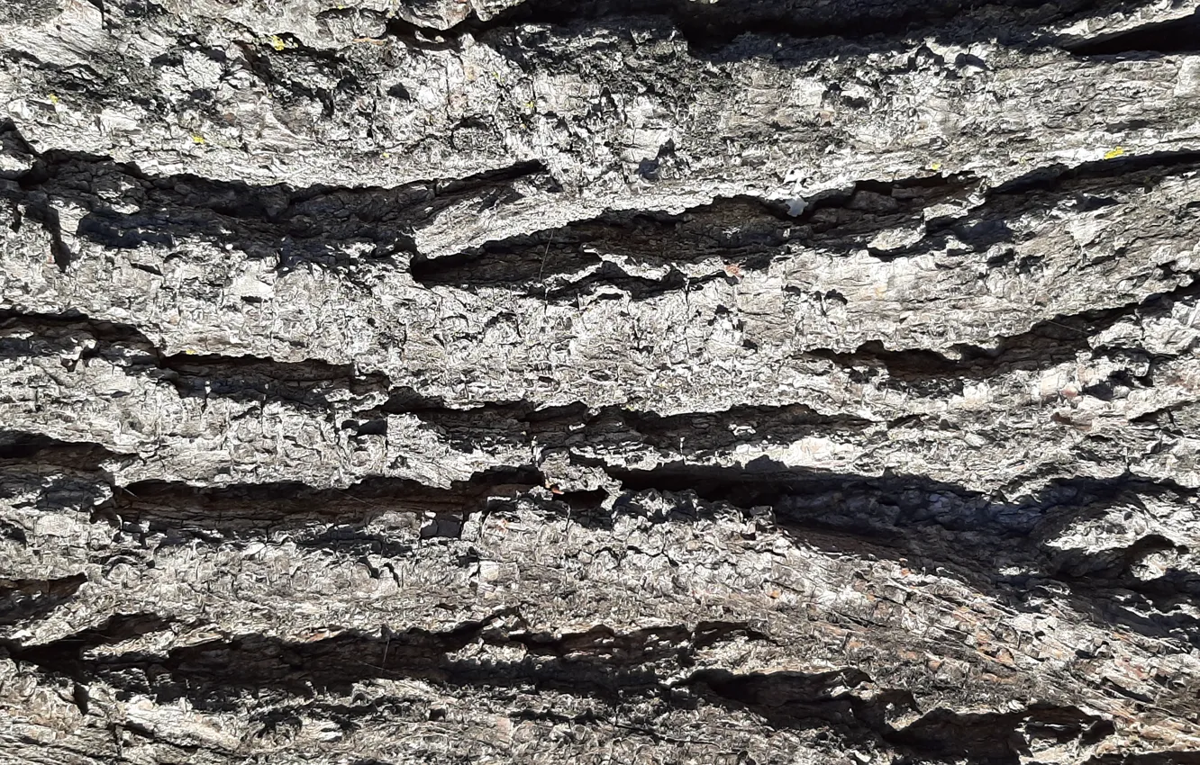 Фото обои wallpaper, nature, texture, background, autumn, tree, bark, tree bark