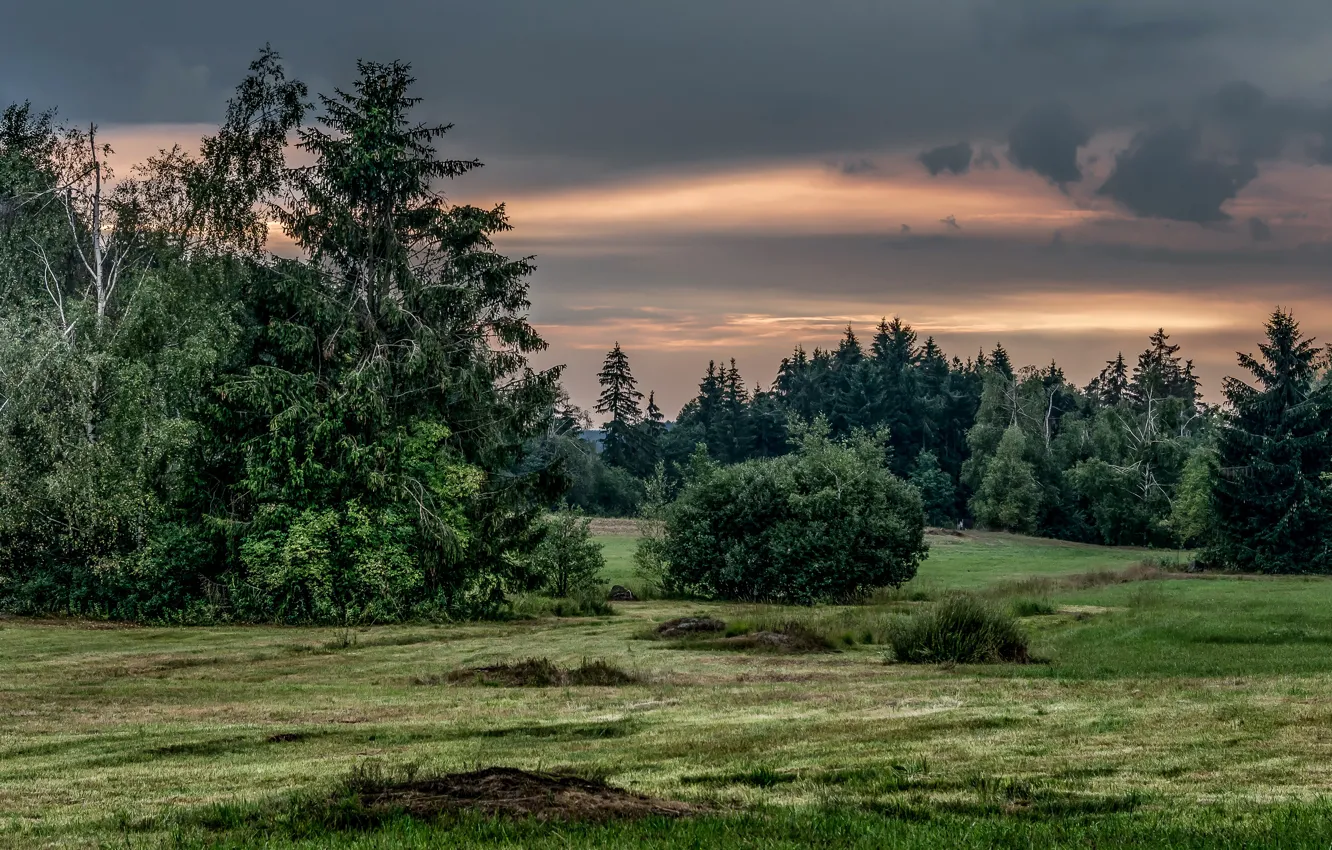 Фото обои зелень, лес, трава, деревья, закат, парк, вечер, Австрия