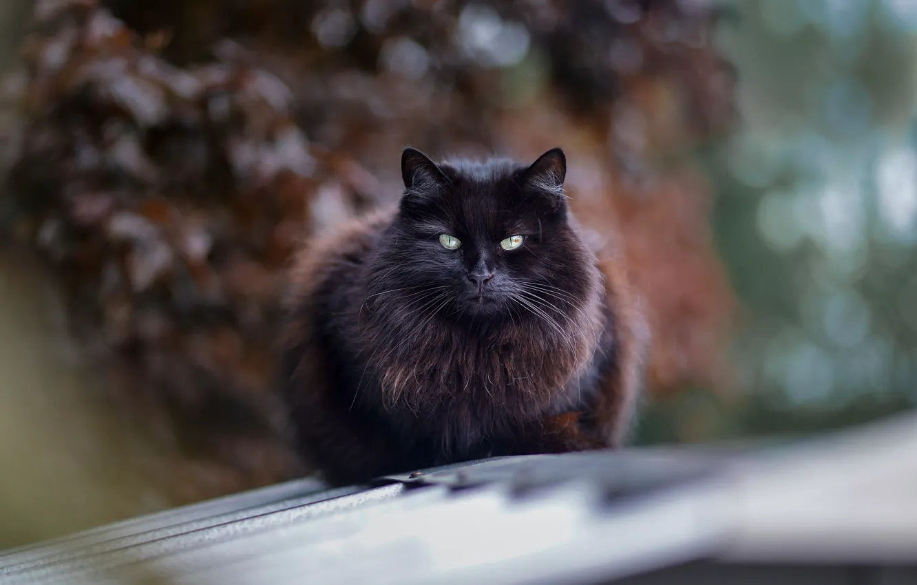 Фото обои на крыше, черная кошка, размытость боке