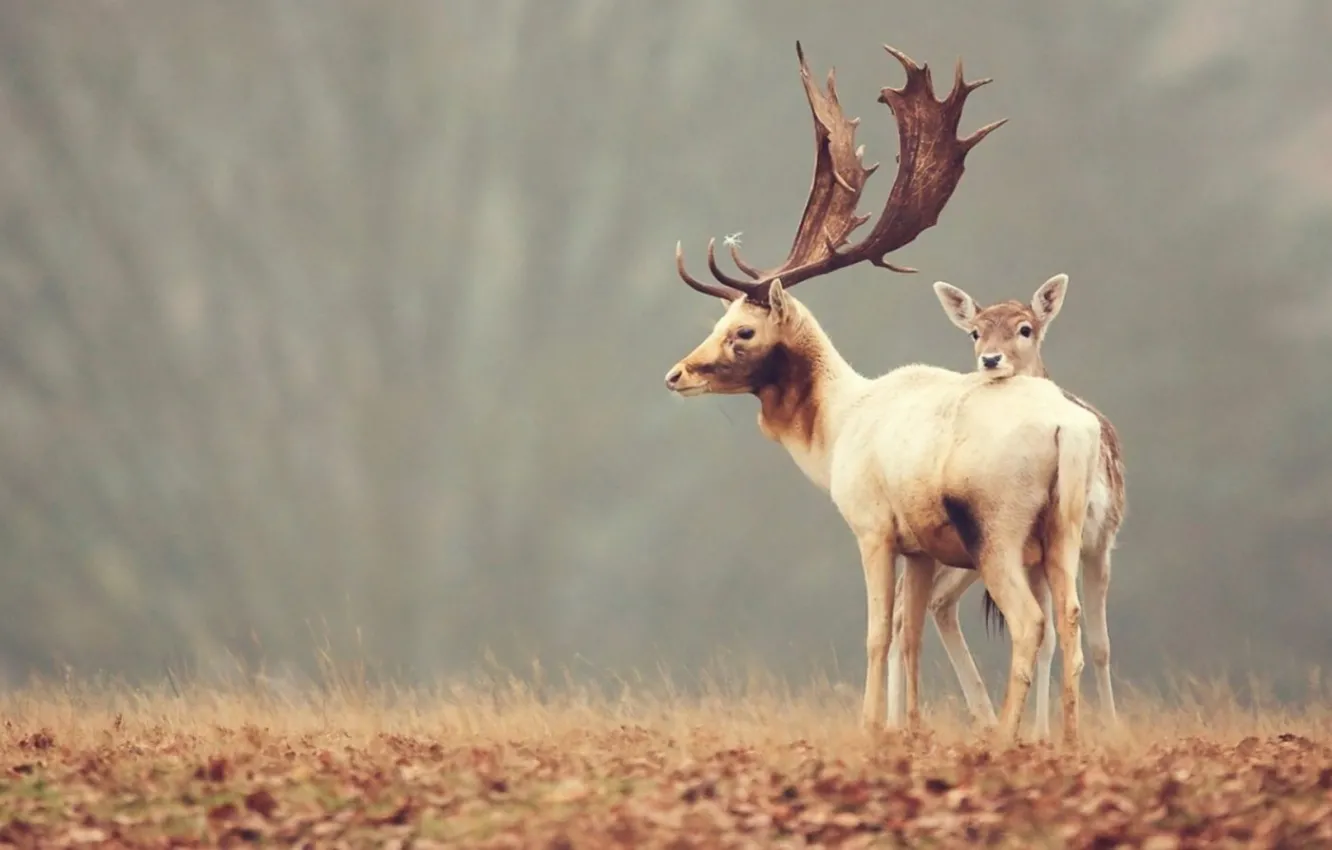 Фото обои animal, deer, wildlife