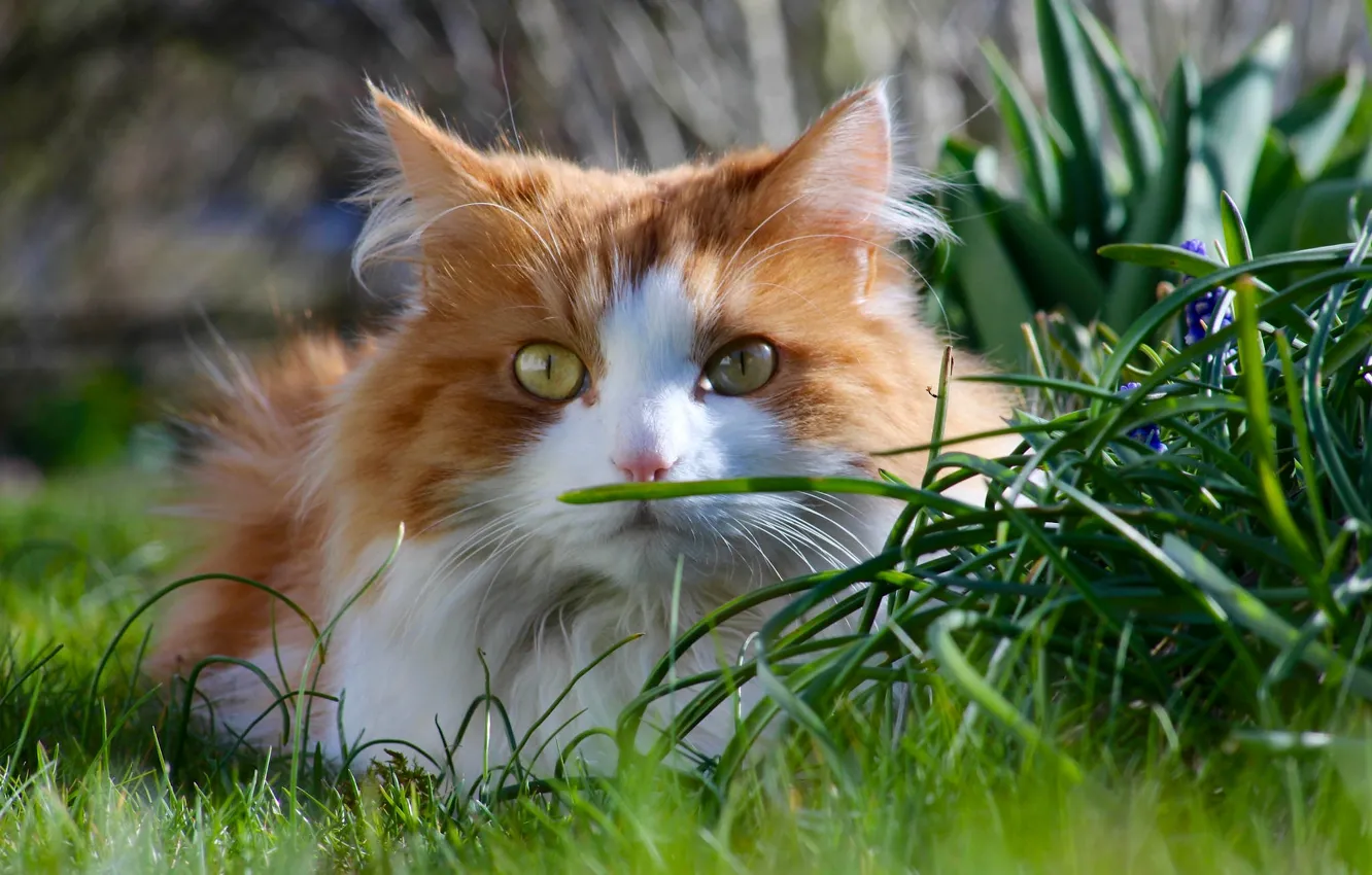 Фото обои кошка, трава, кот, взгляд