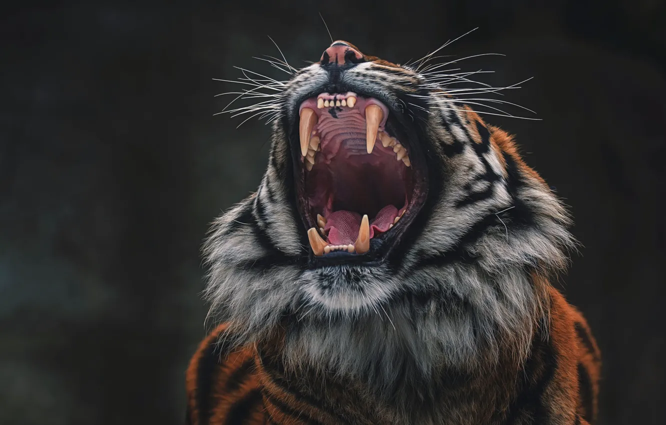 Фото обои язык, морда, тигр, поза, темный фон, зубы, пасть, клыки