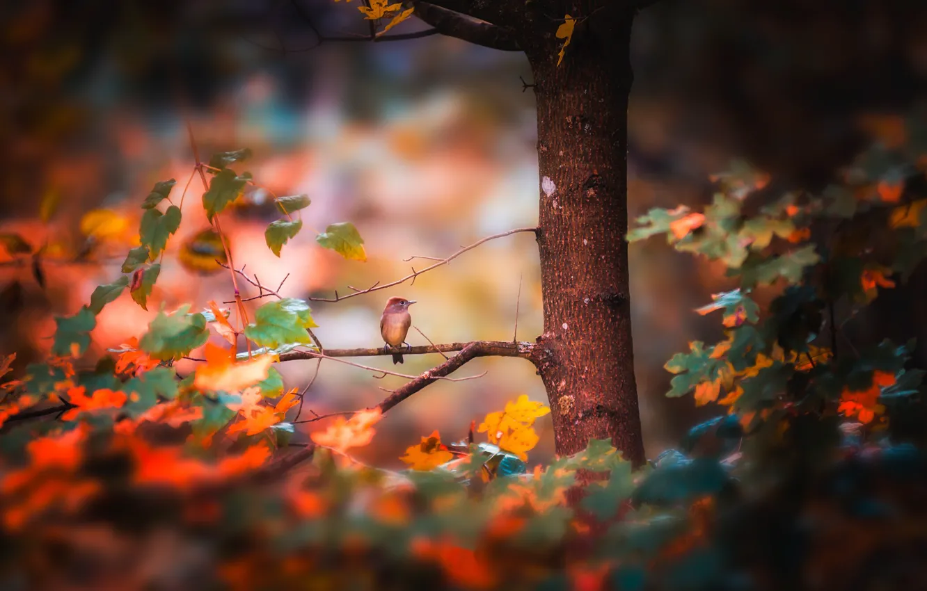 Фото обои осень, лес, птица