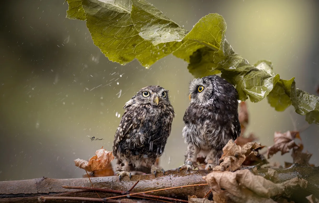 Фото обои лист, дождь, ветка, совы