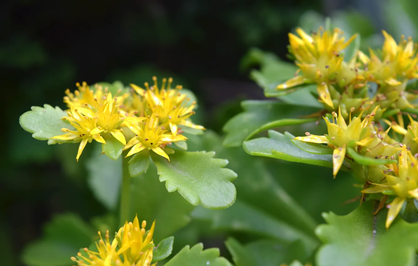 Фото обои макро, растение, желтые, цветочки, листики, мелкие цветочки, очиток камчатский