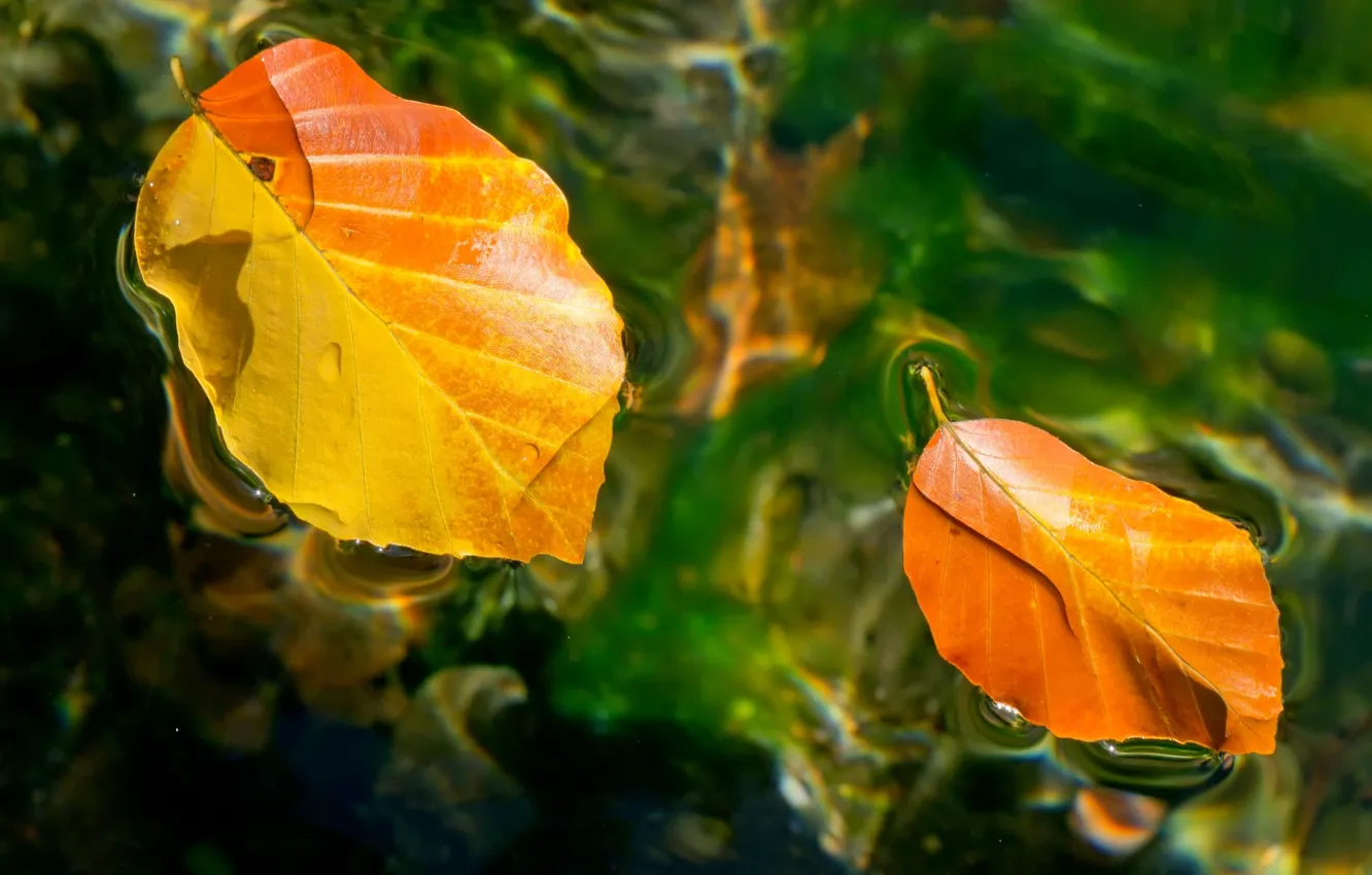 Фото обои осень, листья, вода