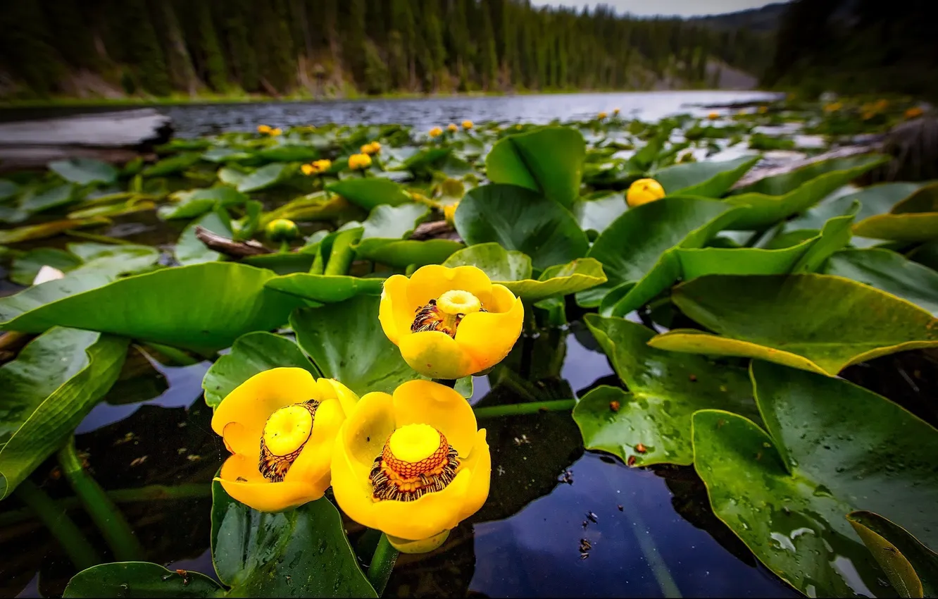 Фото обои озеро, в воде, жёлтые цветы, водяная лилия