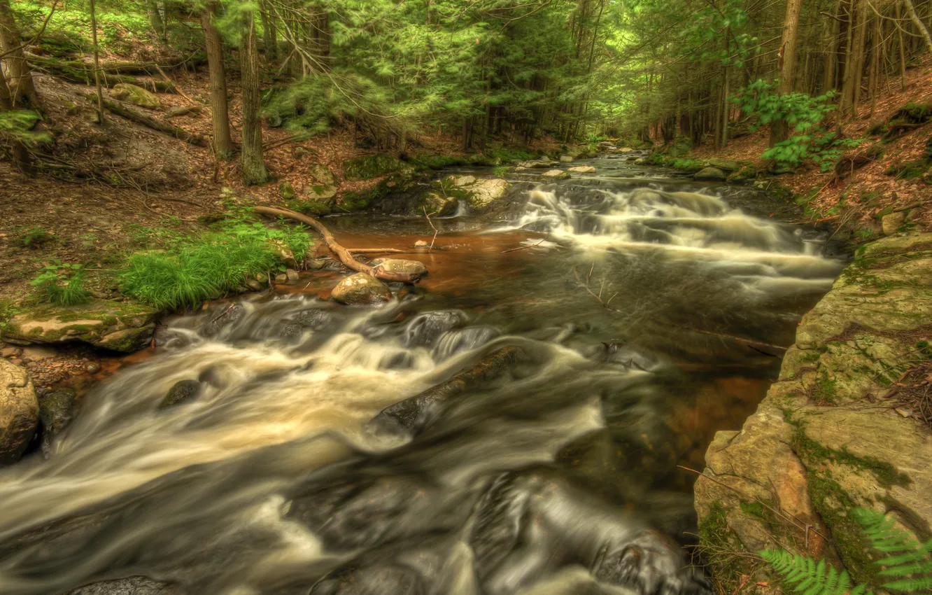 Фото обои лес, вода, деревья, пейзаж, природа, река, hdr, forest