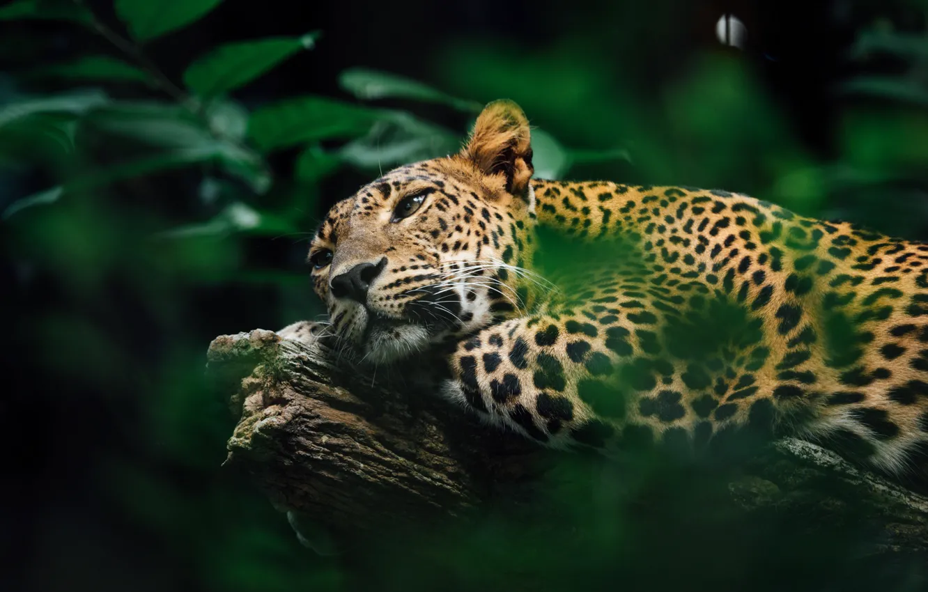 Фото обои Jaguar, Ягуар, Морда, Хищник, Южная Америка, Большая кошка, Big cat, Southern America
