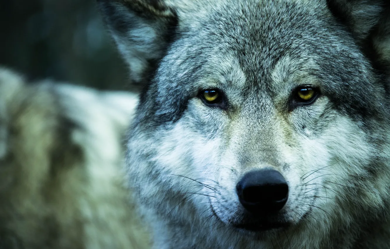 Фото обои взгляд, животное, волк, хищник, wolf