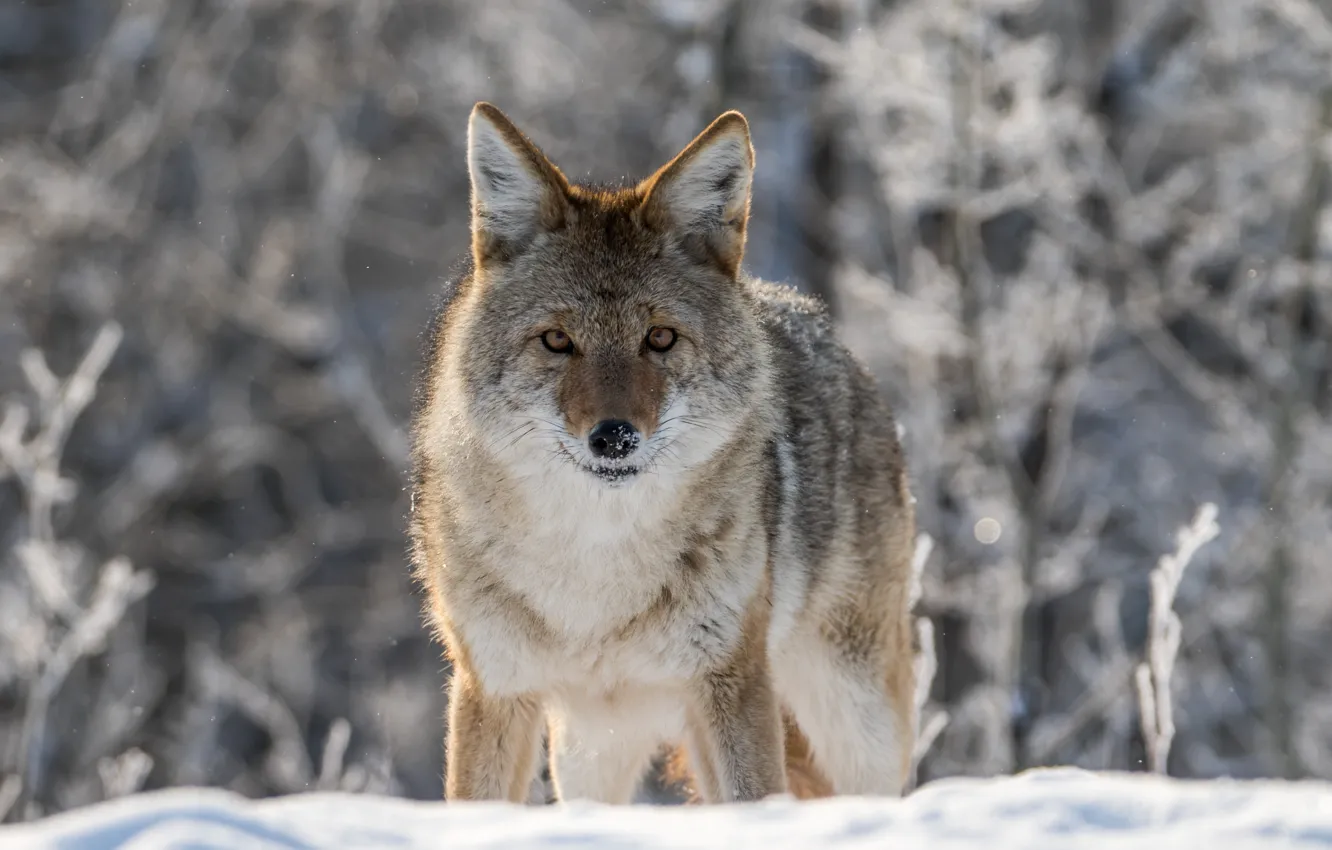 Фото обои зима, взгляд, снег, боке, койот, луговой волк