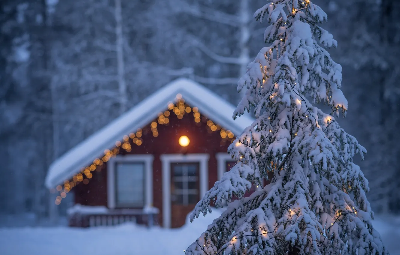 Фото обои зима, дом, ель, гирлянда, Финляндия, Finland, Lapland, Лапландия
