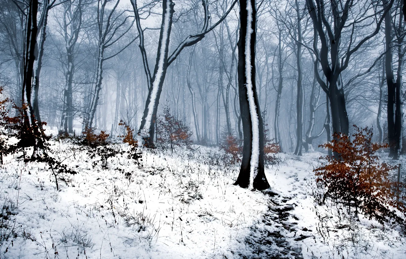 Фото обои зима, лес, природа