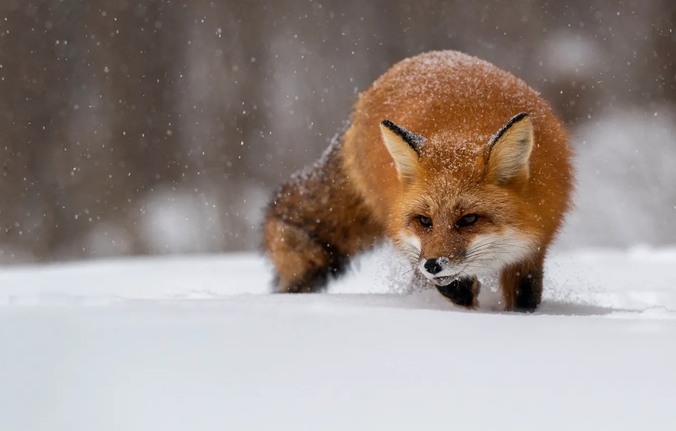 Фото обои зима, взгляд, морда, снег, природа, лиса, рыжая, снегопад