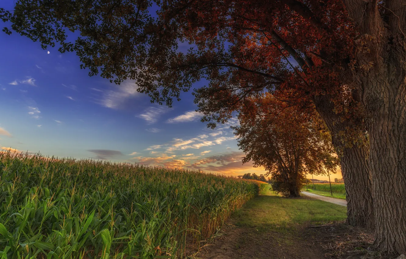Фото обои поле, небо, облака, деревья, кукуруза