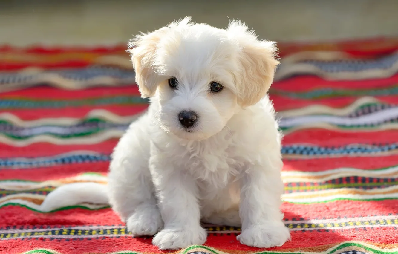 Фото обои белый, взгляд, свет, собака, малыш, покрывало, мордочка, щенок