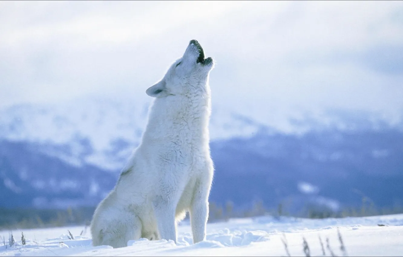Фото обои волк, хищник, полярный