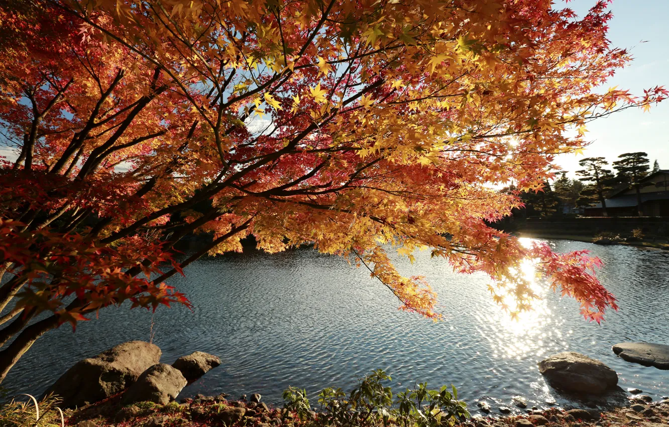 Фото обои Природа, Дерево, Осень, Озеро, Япония, Japan, Nature, Fall