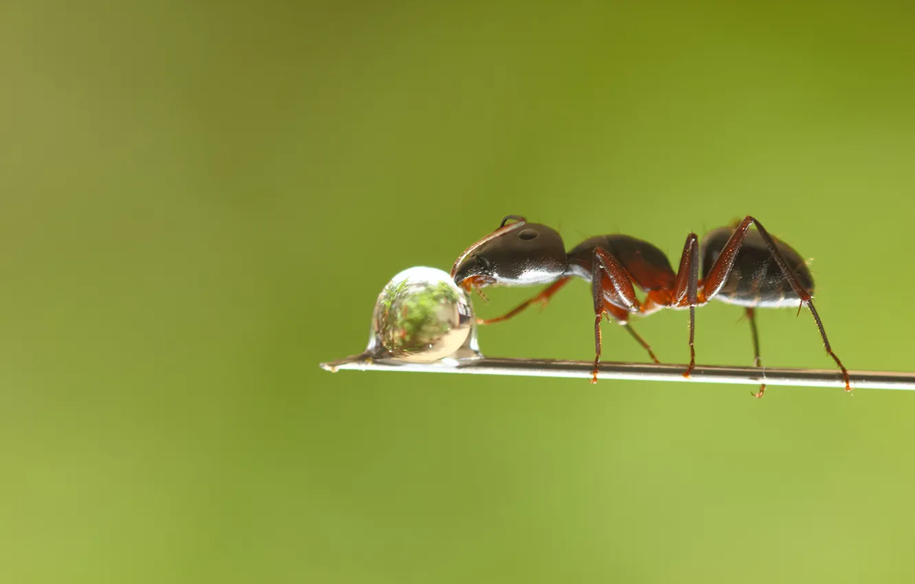 Фото обои капля, ветка, муравей, drop, branch, drinking water, ant, вода питьевая