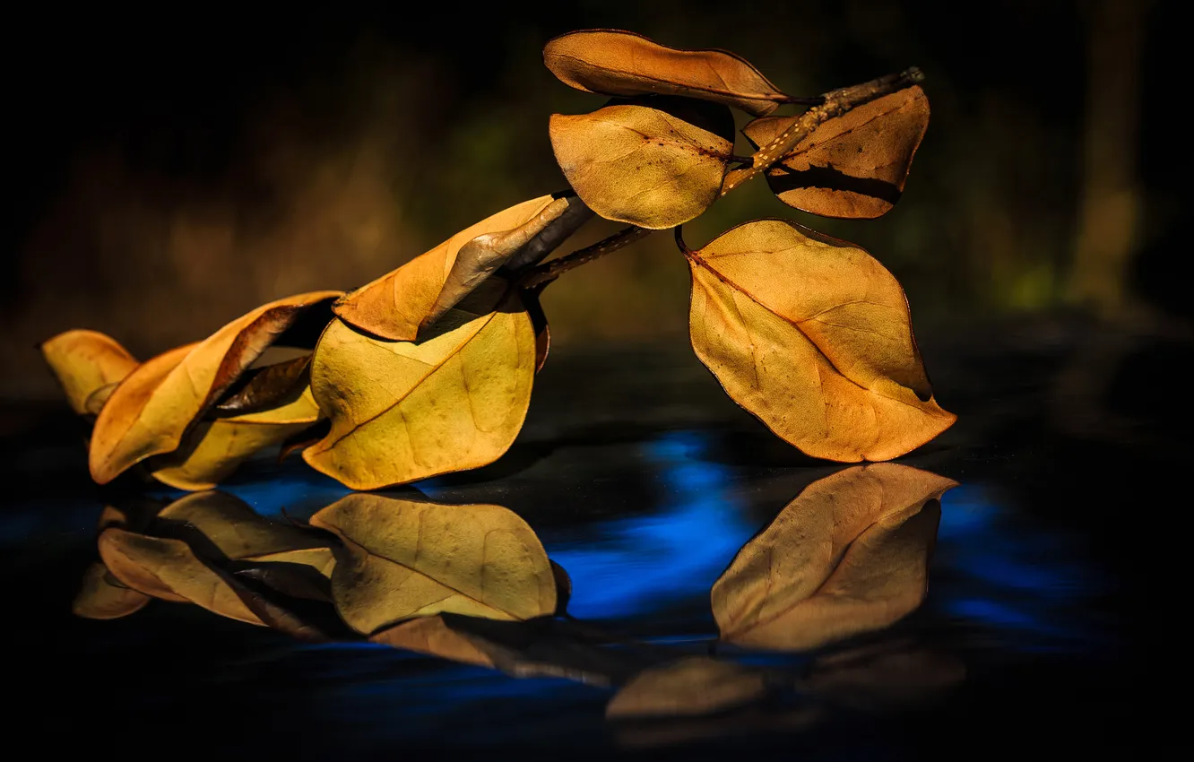 Фото обои осень, листья, отражение, ветка
