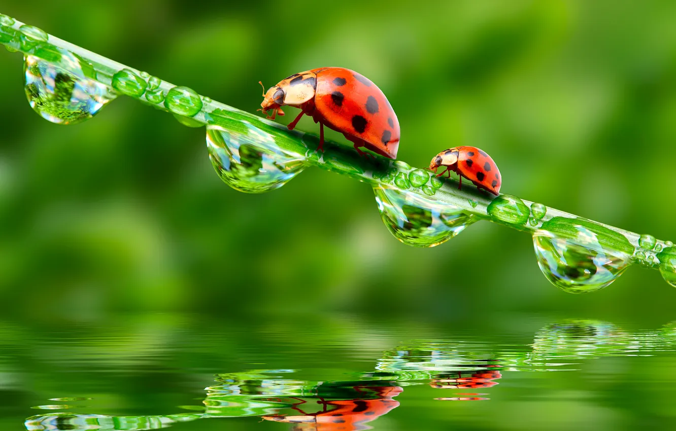 Фото обои вода, капли, отражение, water, божьи коровки, травинка, drops, reflection