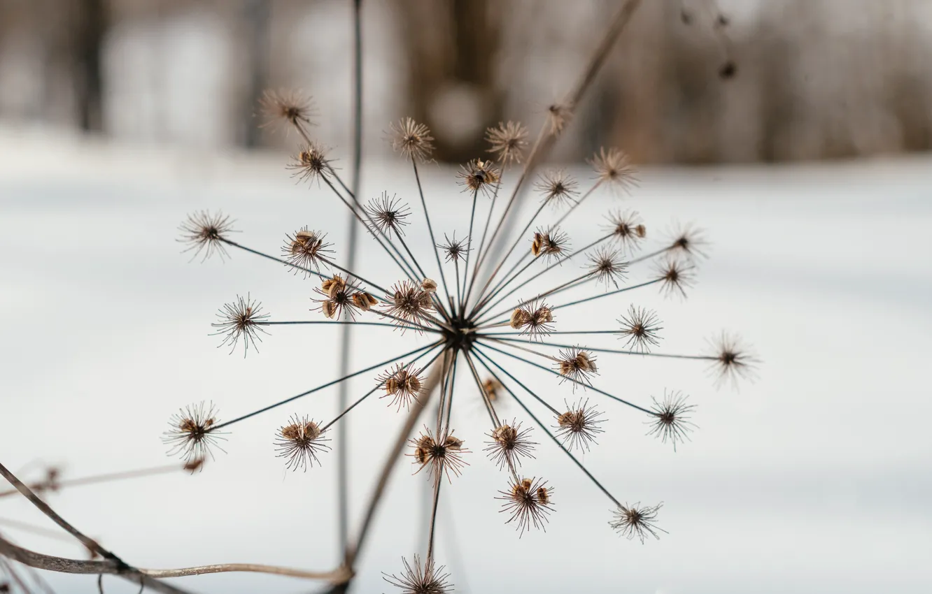 Фото обои зима, природа, отдых, растение, прогулка, борщевик