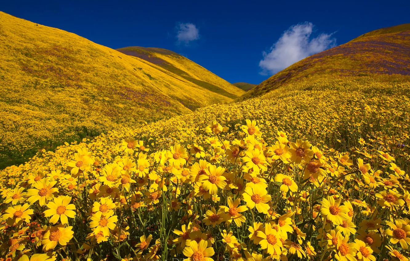 Фото обои цветы, холмы, Калифорния, California, Монолопия, Carrizo Plain National Monument