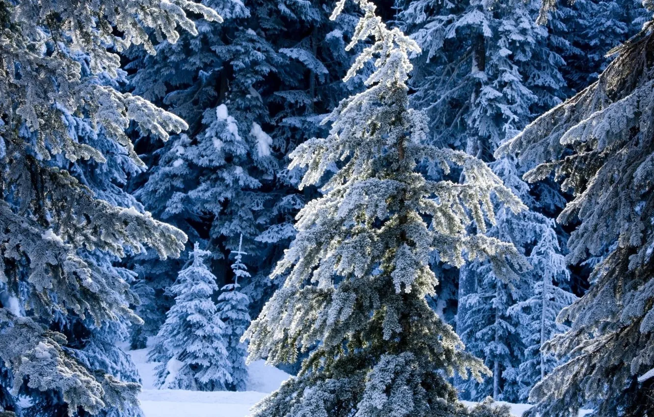 Фото обои forest, winter, frosty, frosty trees