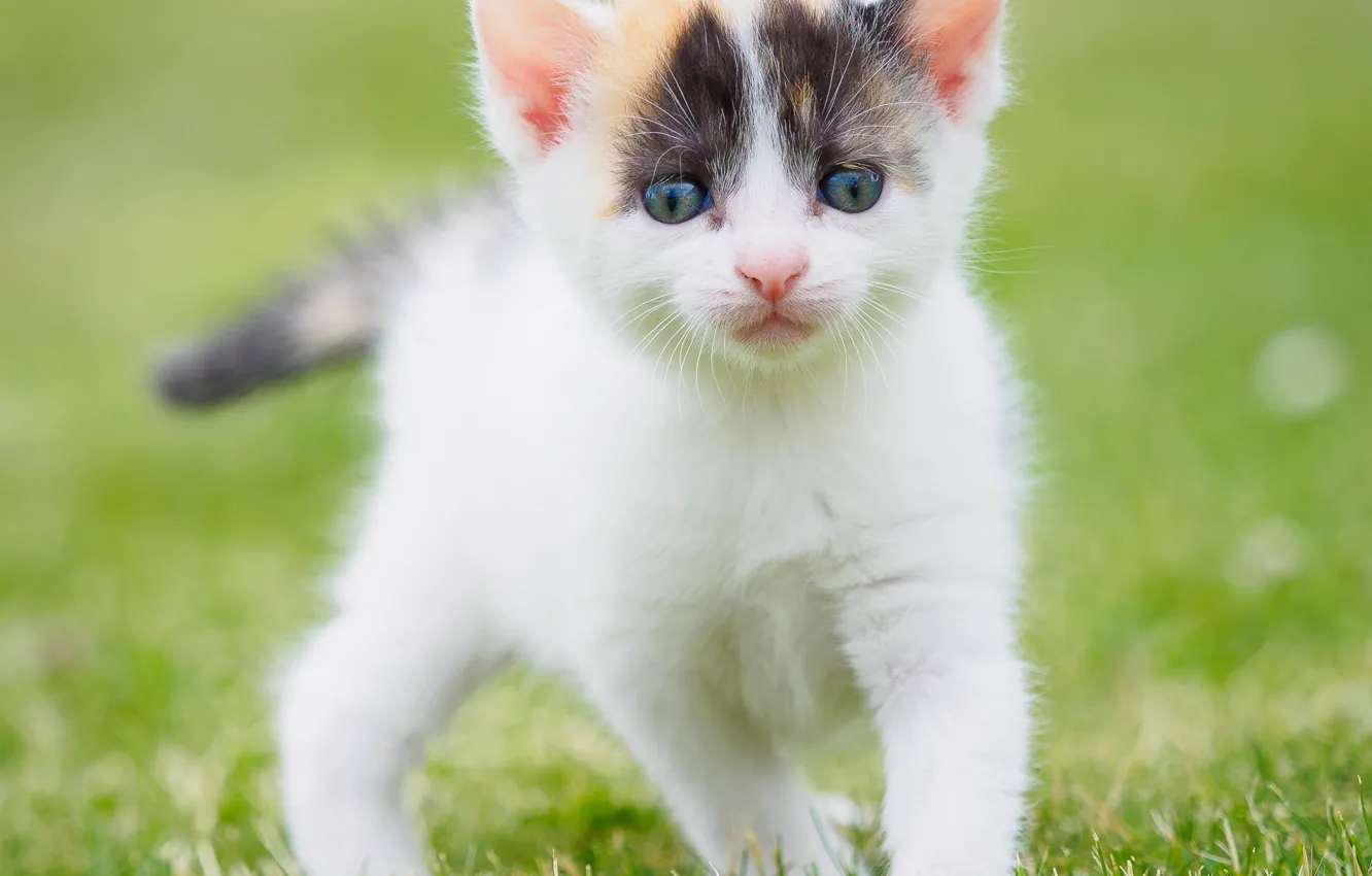 Фото обои кошка, белый, лето, трава, взгляд, поза, котенок, фон