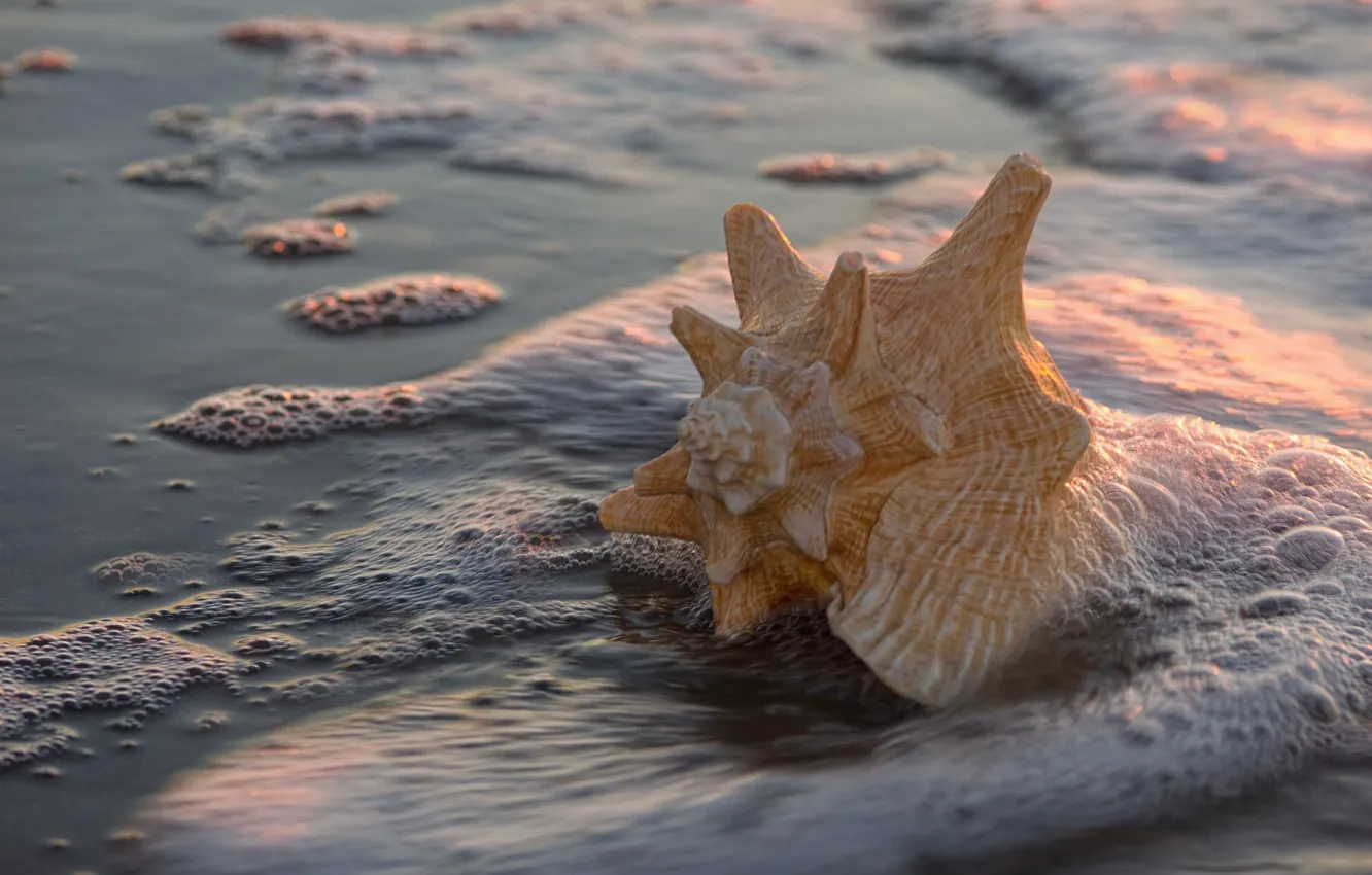 Фото обои песок, пена, вода, макро, свет, берег, ракушка