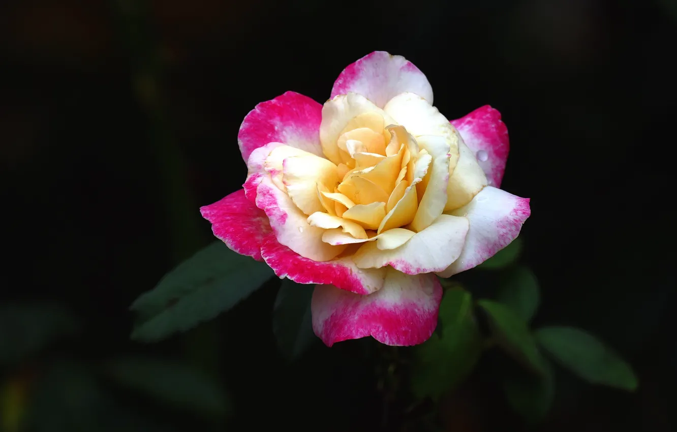 Фото обои цветок, темный фон, розовая, роза, бутон, двухцветная