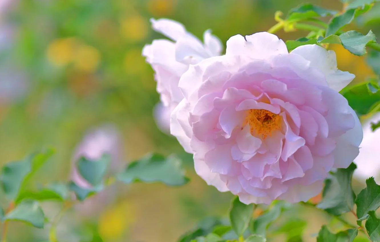 Фото обои листья, розовая, Роза, размытость