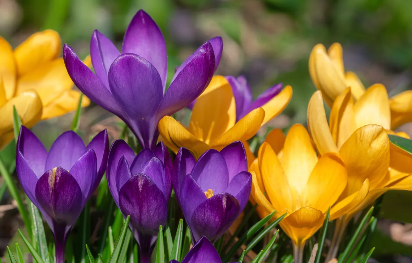 Фото обои природа, Весна, Цветок, Крокус