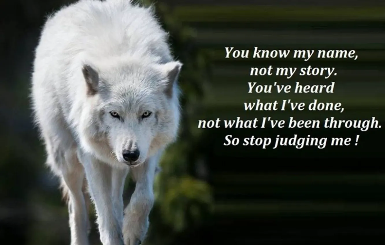 Фото обои animal, wolf, quote, wolf wisdom