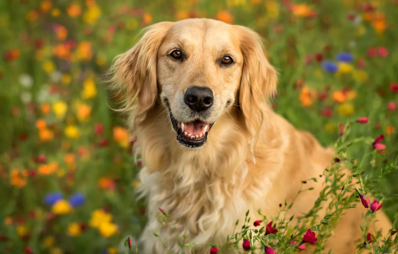 Фото обои взгляд, морда, цветы, портрет, собака, боке, Голден ретривер, Золотистый ретривер