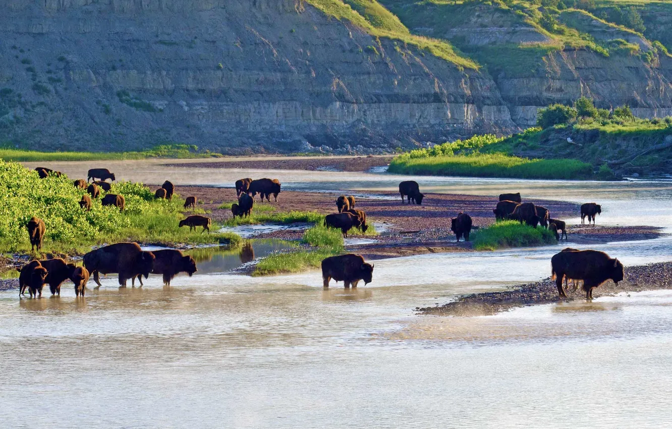Фото обои река, США, Северная Дакота, Theodore Roosevelt National Park, американские бизоны, Малая Миссури