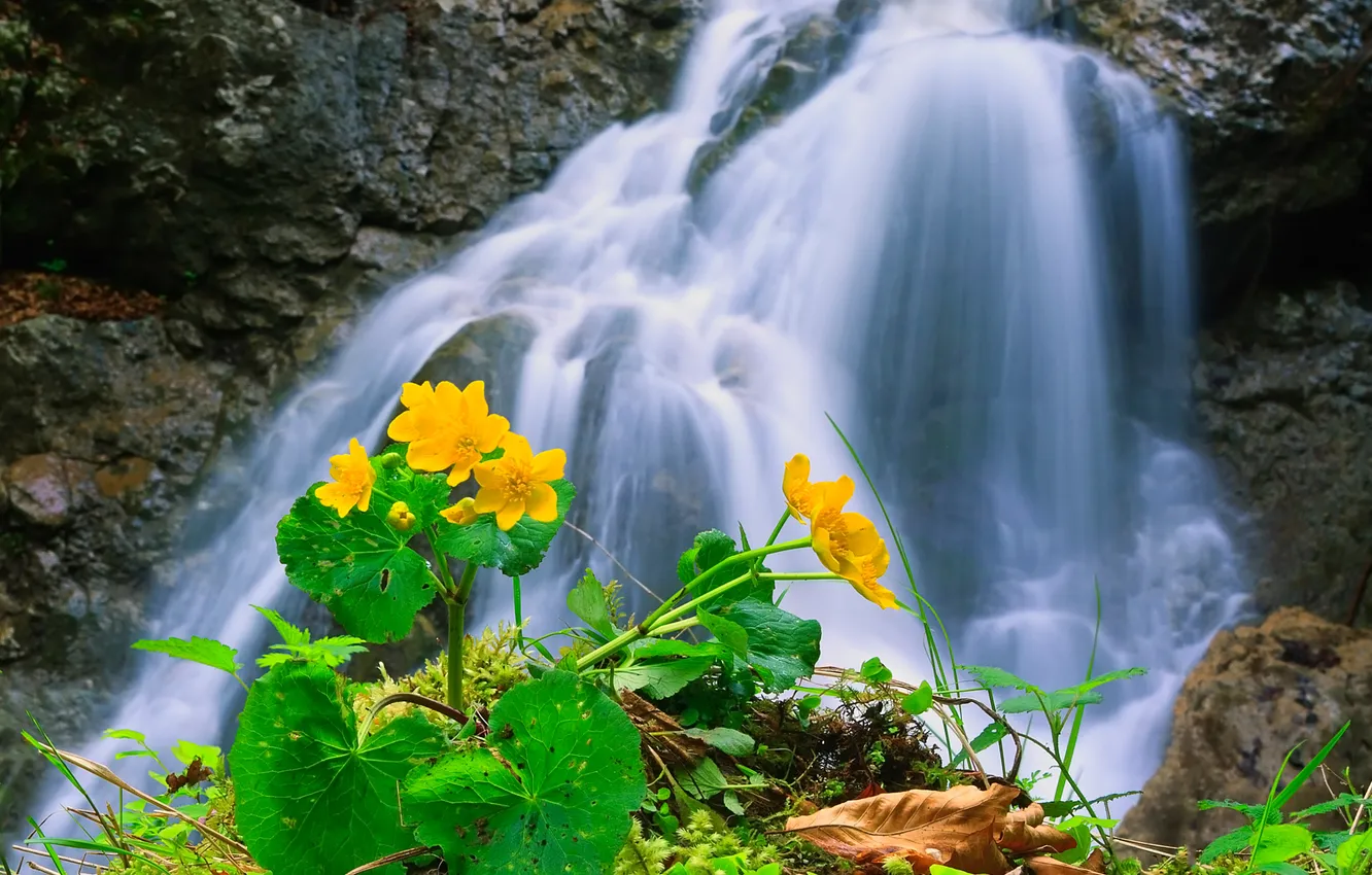 Фото обои цветы, горы, река, ручей, водопад, поток