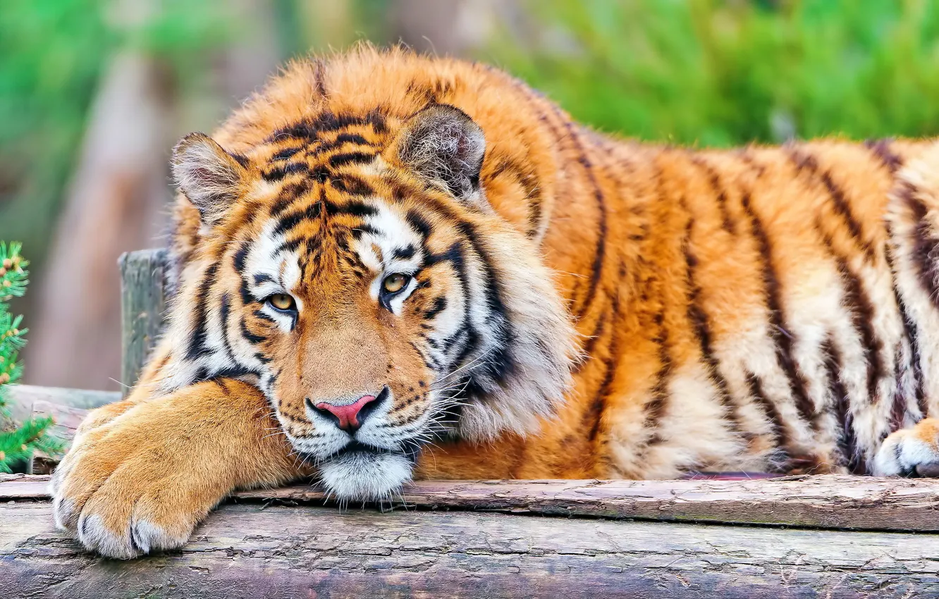 Фото обои взгляд, морда, тигр, отдых, лапа, лежит, большая кошка