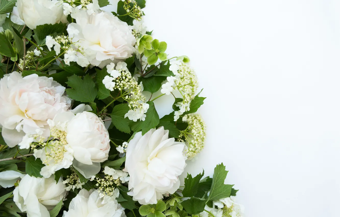 Фото обои листья, белый фон, белые, бутоны, пионы, крупным планом