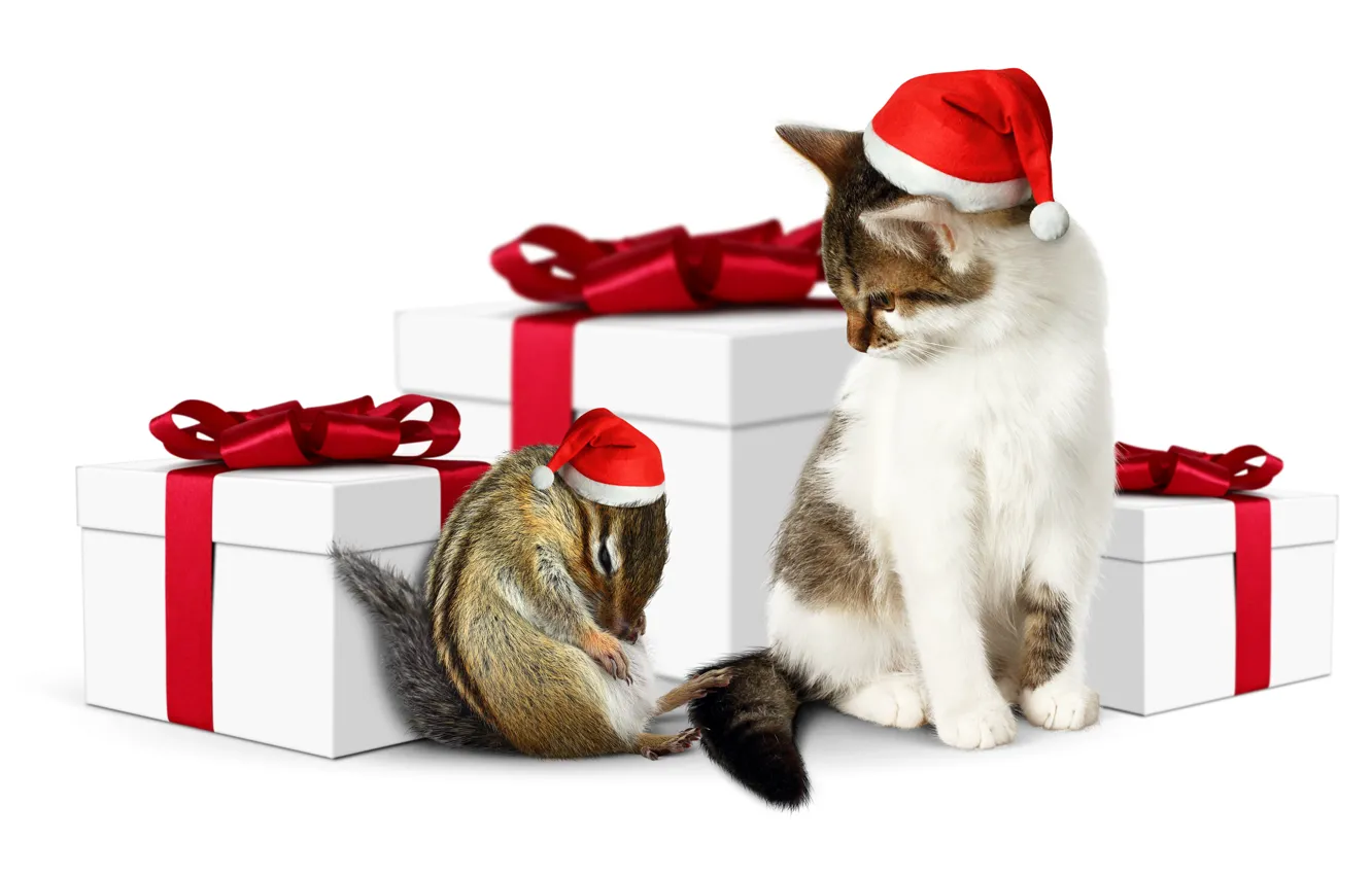 Фото обои кот, праздник, подарок, шапка, Новый год, зверек, бурундук, Christmas