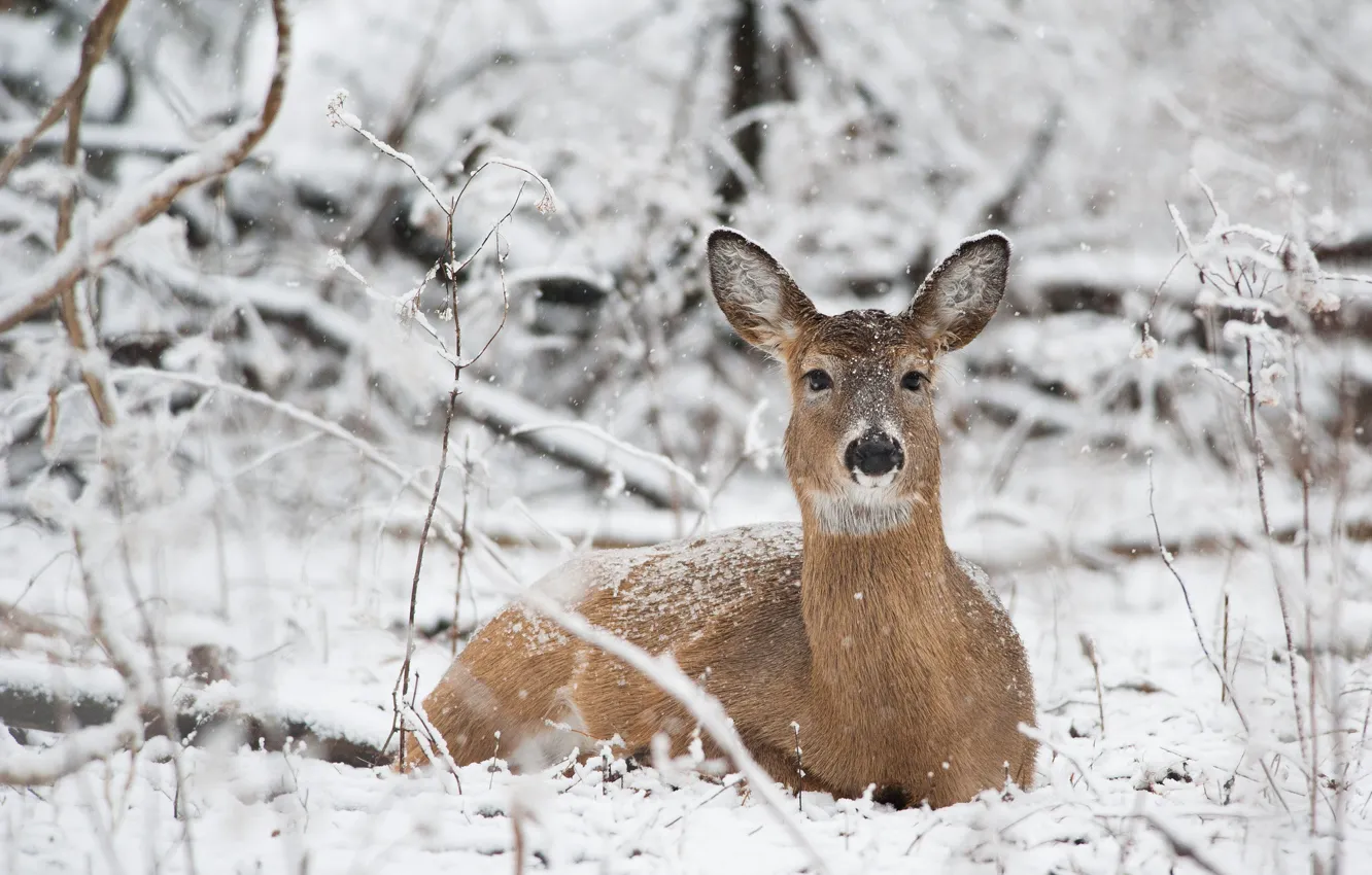Фото обои winter, branches, deer, wildlife, snowing