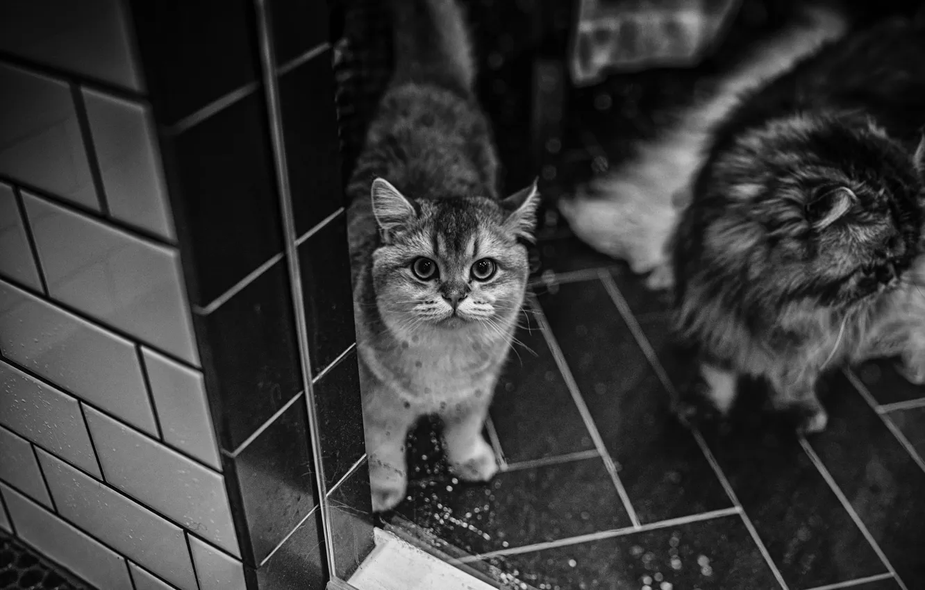 Фото обои кошки, плитка, черно-белое
