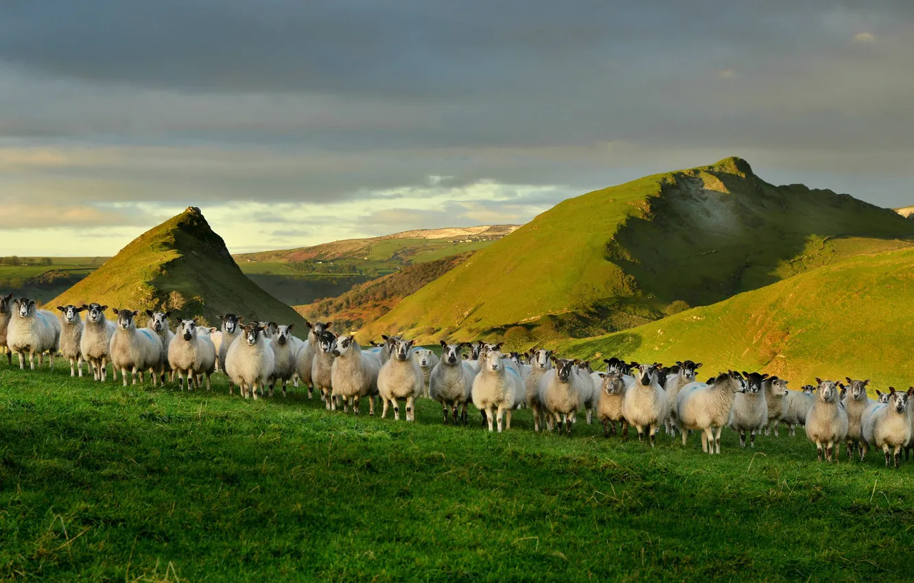 Фото обои природа, овцы, Англия
