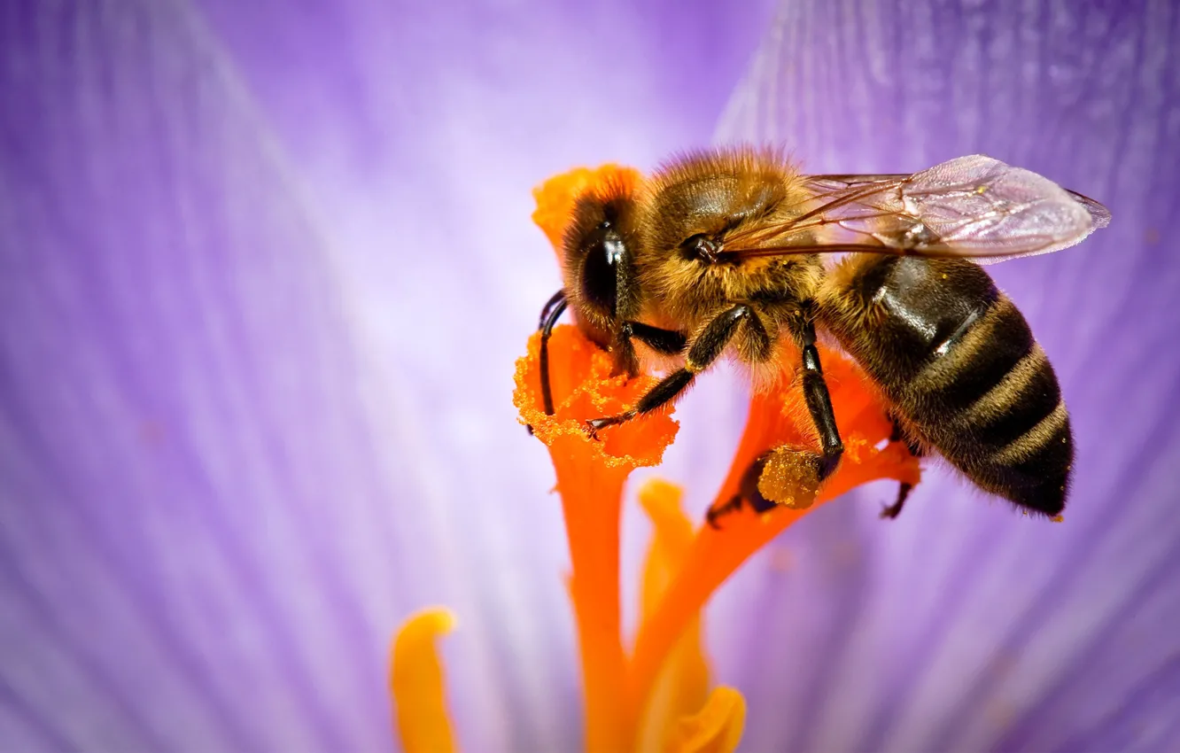Фото обои цветок, пчела, тычинки, насекомое