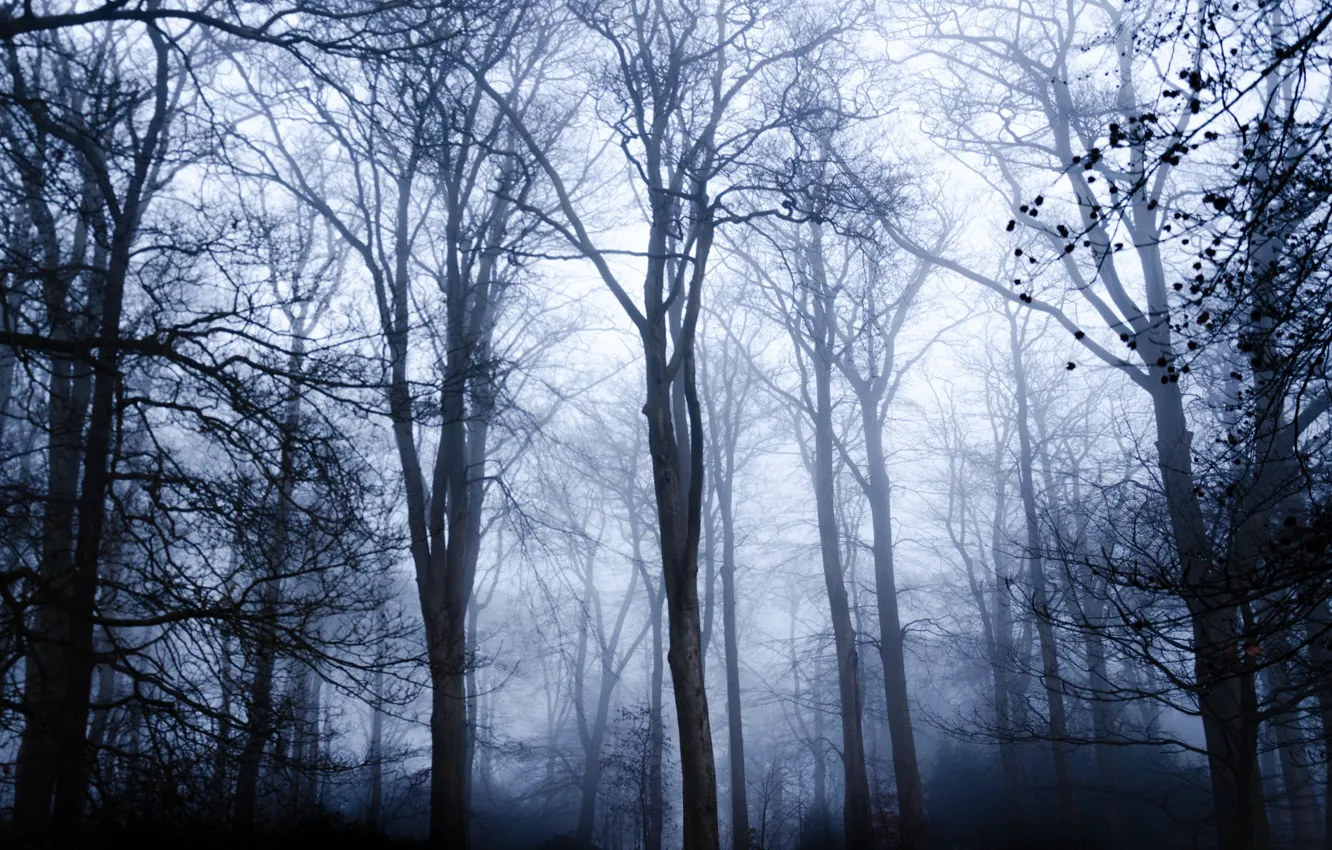 Фото обои лес, деревья, природа, туман, Англия, England, Warley Woods