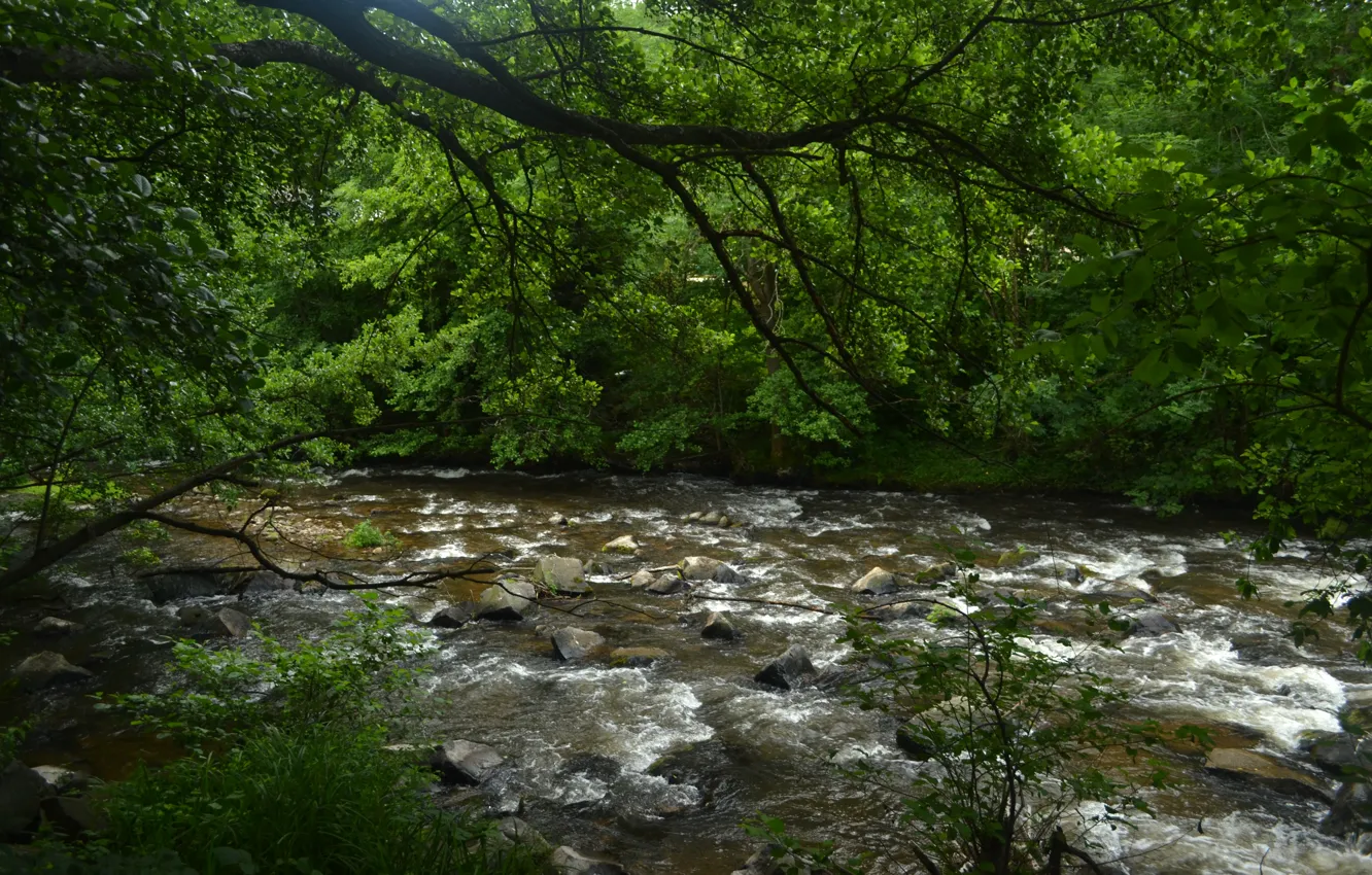 Фото обои Природа, Поток, Лес, Лето, Nature, Речка, Summer, River